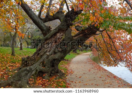 Autumn colors in Washington DC - Tidal Basin and Jefferson Memorial