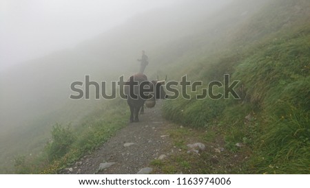 Dark Herens race cow blocking an Alpine path and male hiker being forced to make a detour to avoid its horns and attitude during a wet foggy day in Swiss Alps - Valais 