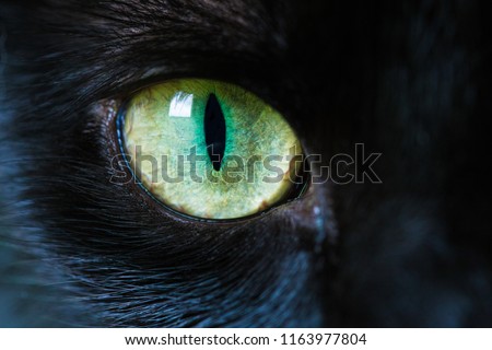 A macro close up of a piercing bright green cat eye of a jet black cat.