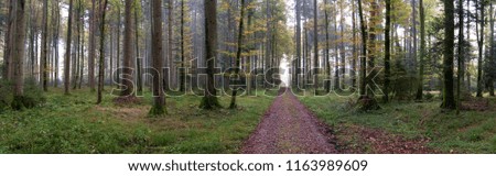 Panoramic view of autumn forest, beautiful autumn, road