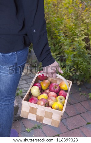 woman showing fresh picked apples in a wooden basket.