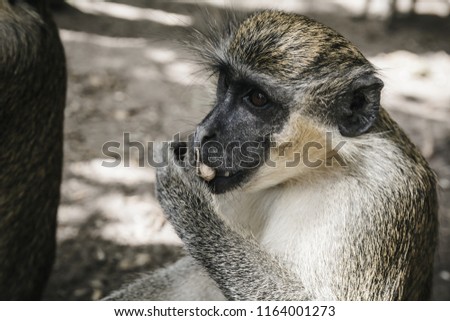 Monkey eating arachis