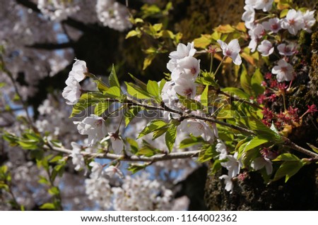 Beautiful cheery blossom in springtime in Japan by selective focus