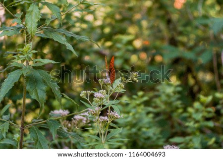 An orange and black butterfly stands over some cute flowers in the wood. The bokeh background enchanse the details of the butterfly.