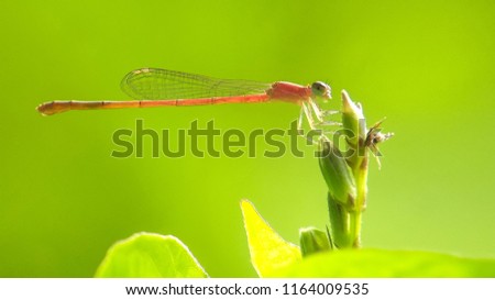 Dragonfly on the twig