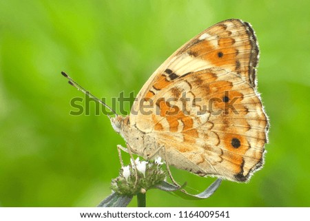 Butterfly on the twig
