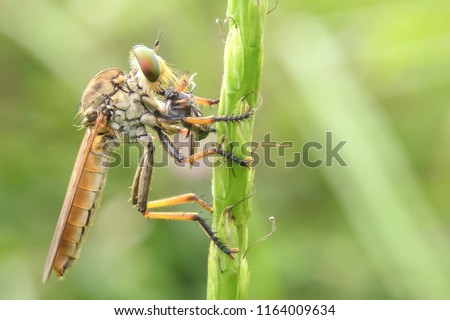 Robberfly eat on the twig