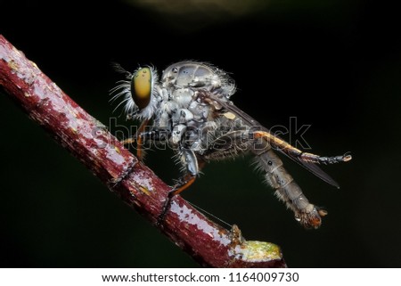 Robberfly standby on the twig