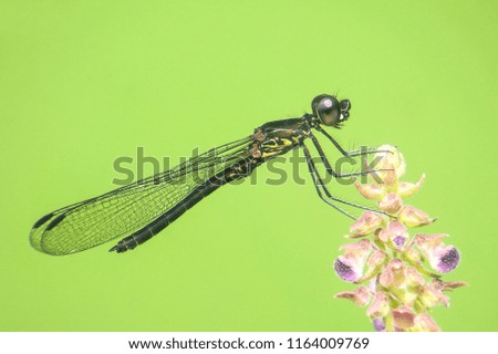 Dragonfly on the twig