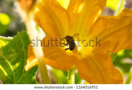 Bee collecting pollen from a big yellow flower silhouetted by the glow of the sun