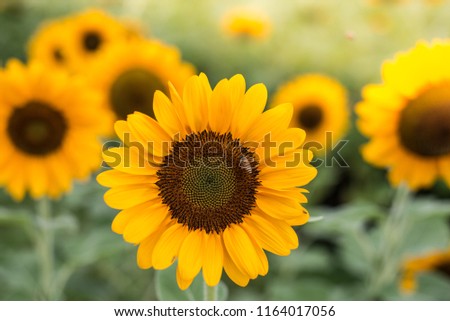 Field of sunflowers . Close up of sunflower against a field in Thailand. Royalty-Free Stock Photo #1164017056