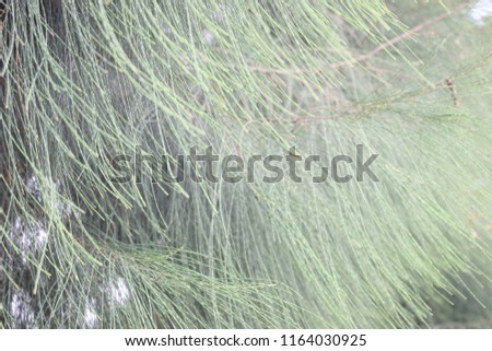 pine branch isolated on background