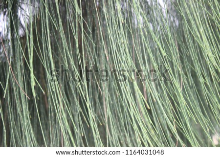 pine branch isolated on background