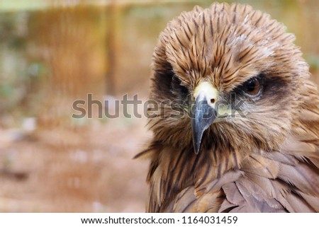 Straight face photo of brown furry eagle. Nature and wildlife concept