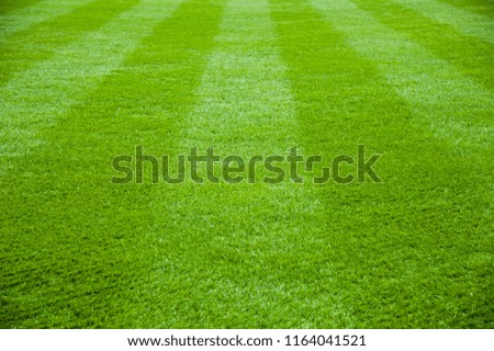 Green grass in soccer stadium. Stripe grass soccer field background