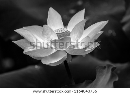 Black and white lotus flower Royalty-Free Stock Photo #1164043756