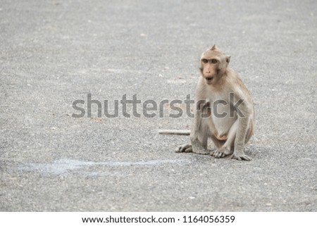 Monkey at KhaoNgoo RockPark Ratchaburi province, Thailand