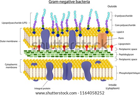 GRAM-NEGATIVE-BACTERIUM Stock Vector Images - Avopix.com