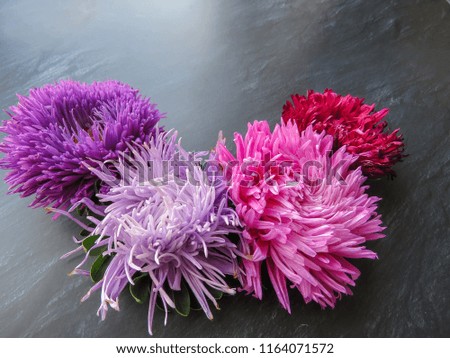 Colorful aster flowers forming a frame on a dark background, minimal concept, top view, copy space for your text Group Objects