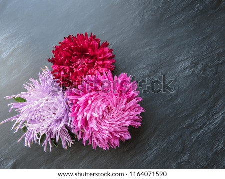 Colorful aster flowers forming a frame on a dark background, minimal concept, top view, copy space for your text Group Objects