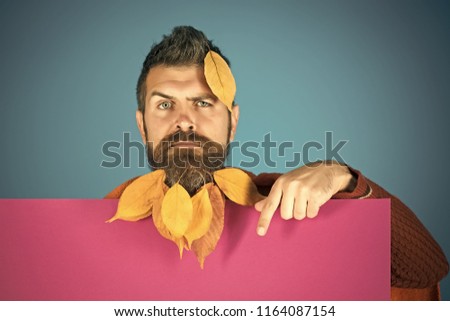 Season and autumn. Floral fashion and beauty. Man with natural yellow fall leaves beard hold paper. leaves beard at barber and hairdresser. Hipster or bearded guy in autumn on blue background.