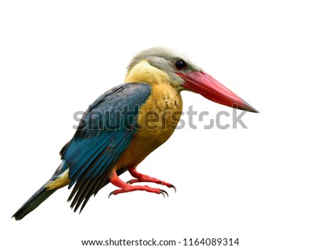Stork-billed kingfisher (Pelargopsis capensis) exotic brown bird with blue wing big red beaks perching isolated on white background, fascinated wild animal