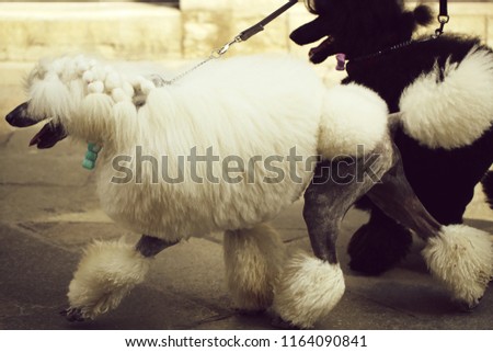 Photo of two elegant standard poodles breed dogs pets white and black coat colors continental clip walked on lead along flag-stone pavement on grey urban landscape background, horizontal picture