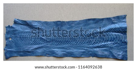 Texture of snake skin. Blue python skin. Exotic leather
