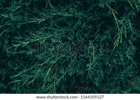 Creative layout made of Leaves of pine tree. Nature background Royalty-Free Stock Photo #1164105127