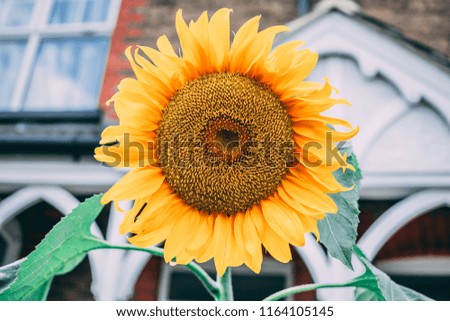 Beautiful sunflower in the yard Royalty-Free Stock Photo #1164105145