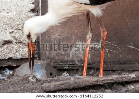 Portrait of a domestic stork