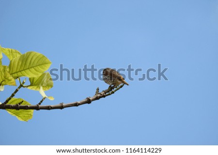 A scaly spotted munia bird resting on tree branch against blue sky background 