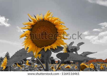 Yellow sunflower on black and white field