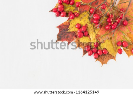 Bright autumn leaves and berries on a light background