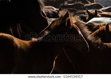 wild horses in the opposite light sails and ears