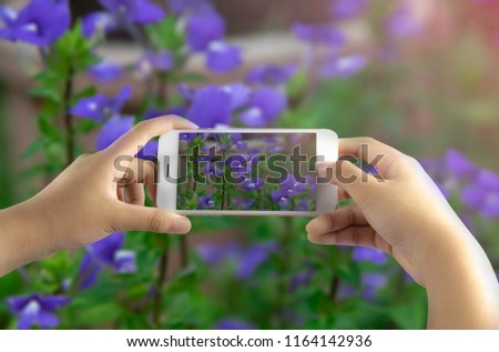 Women hands holding a phone and taking a photo of the purple flower in the garden.