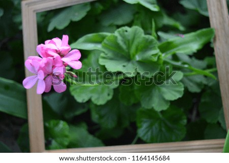 Stylish wooden frame for photos of white wood with green leaves of kalachikami and pink flowers