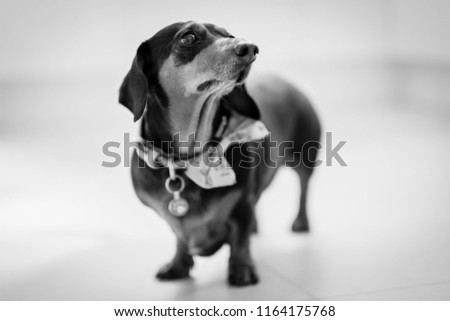 Dachshund dog at home