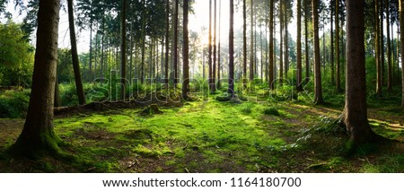 Beautiful forest panorama with bright sun shining through the trees Royalty-Free Stock Photo #1164180700