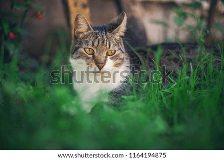 lovely cat on the grass