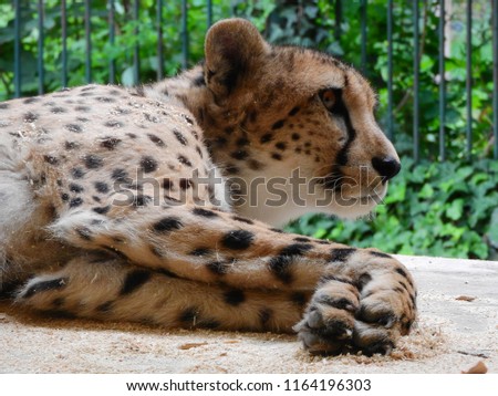 Cheetah laying on wooden floor, paws rested and facing towards camera, ears up and looking right with open eyes, wary cheetah