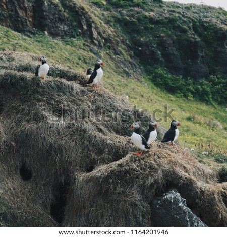 Atlantic puffin (Fratercula arctica)- Puffins with beautiful scenery in background! Taken in Iceland