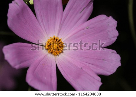 Nice purple flower 