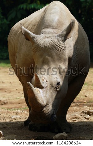 Rhino face closeup, animal closup