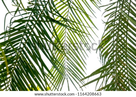 green leaf of palm isolated on white