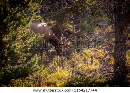 A large bull elk grazing in the mountains of Colorado. This majestic animal is preparing for the fall rut.
