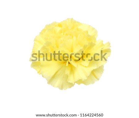 yellow carnation flower on white background