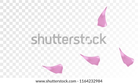 Pink Sakura Petals Falling Down. Isolated Vector illustration of Sakura Petals. Flying Cherry Blossom Background. Design of Greeting or Invitation Card. 
