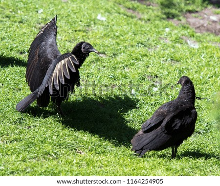Black Vulture bird enjoying its surrounding.