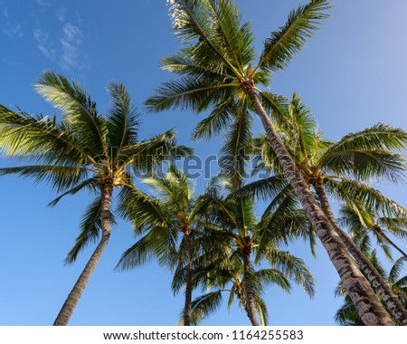 Palm Trees against a blue sky